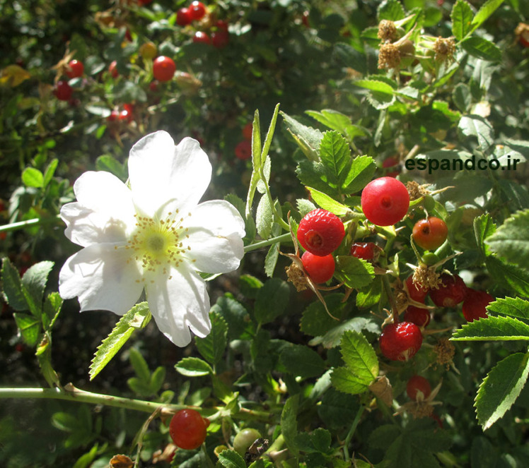 Rosa beggeriana